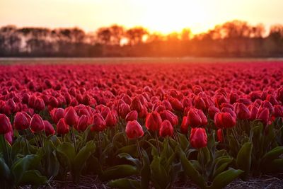 Sunset in tulip fields in lisse, holland