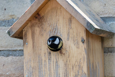 Great tit on wooden birdhouse