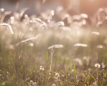 Close-up of plants growing on field