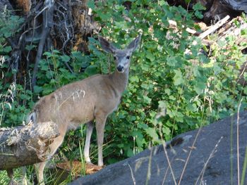 Portrait of deer standing on land