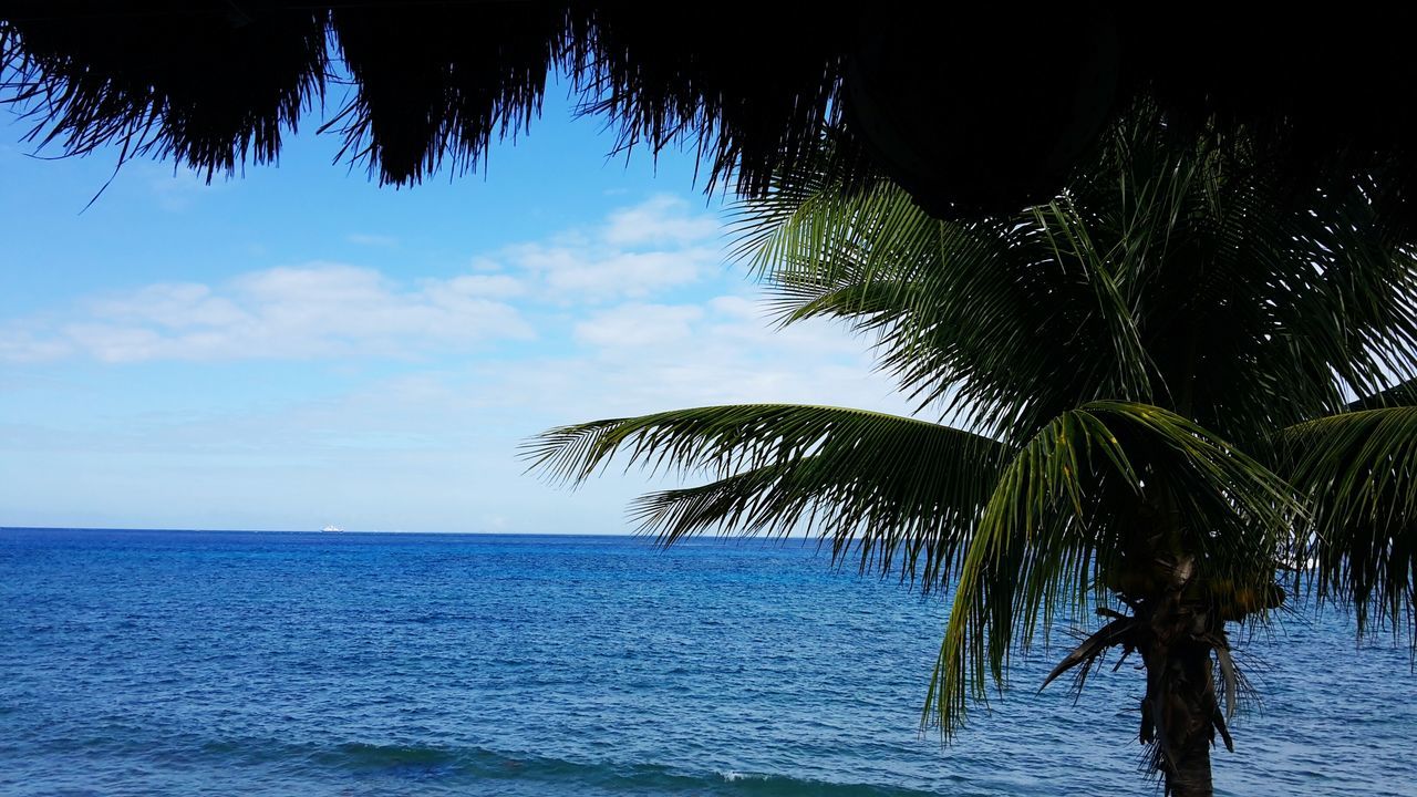 sea, water, palm tree, tranquility, tranquil scene, sky, scenics, horizon over water, tree, beauty in nature, nature, silhouette, waterfront, idyllic, beach, outdoors, growth, rippled, cloud, no people