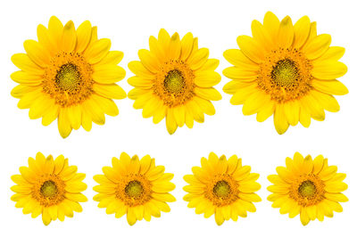 Close-up of yellow flowers against white background
