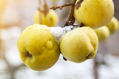 Close-up of apples