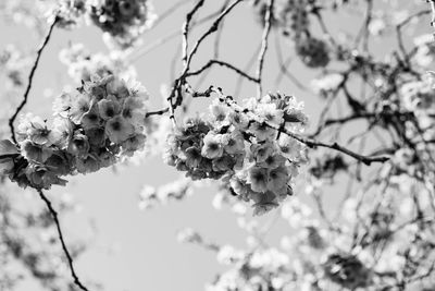 Close-up of white flowers on branch