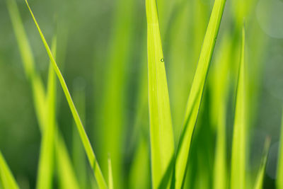 Close-up of fresh green grass in field