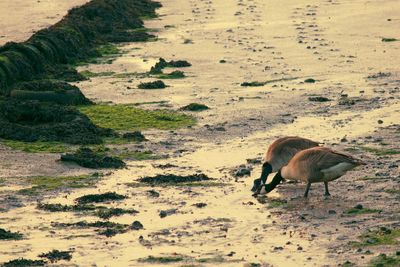 View of a sheep on land