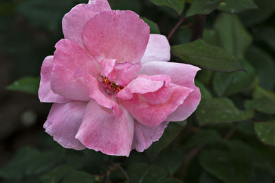 Close-up high angle view of rose