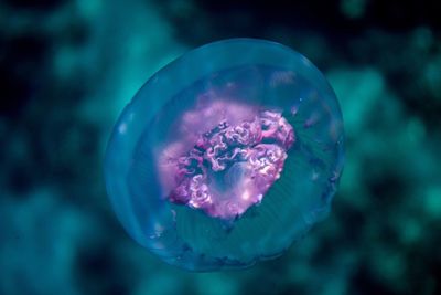 Close-up of jellyfish swimming in water