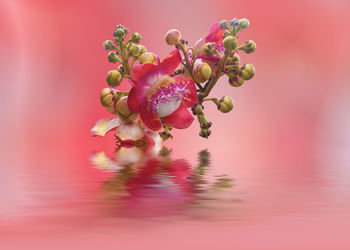 Close-up of pink flowering plant against red background