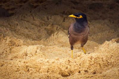 Close-up of bird perching on dirt