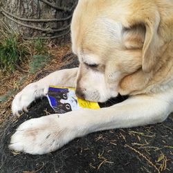 High angle view of dog resting on field