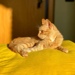 Cat sleeping in a home