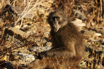 Close-up of monkey