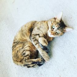 High angle view portrait of tabby resting cat