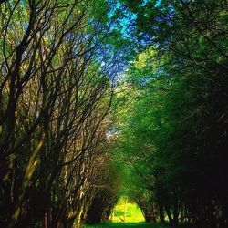 Trees growing in a park