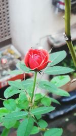 Close-up of red flower blooming outdoors