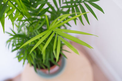 Close-up of potted plant at home