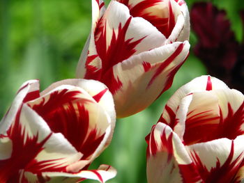 Close-up of red tulips