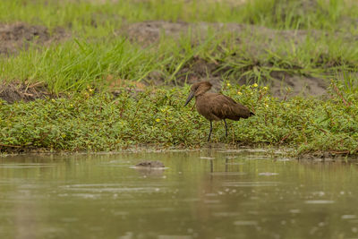 Bird perching at lakeshore