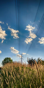 Plants growing on field against sky