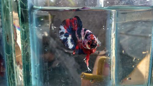 Close-up of fish swimming in aquarium