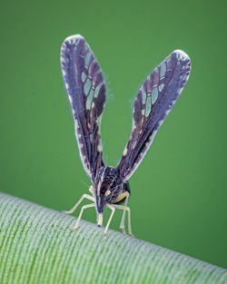 Close-up of long-winged planthopper, proutista moesta