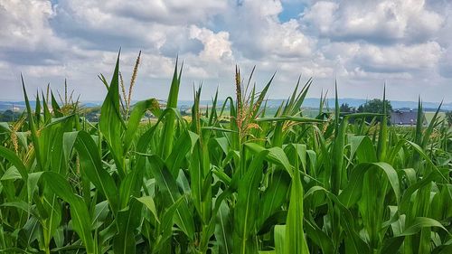 Crops growing on field against sky