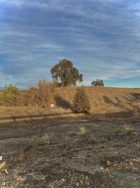 Trees on field against sky