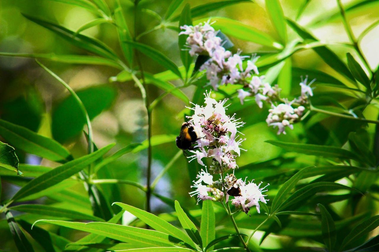 one animal, animal themes, insect, animals in the wild, wildlife, flower, growth, leaf, plant, freshness, nature, beauty in nature, green color, fragility, pollination, close-up, focus on foreground, perching, bee, butterfly - insect