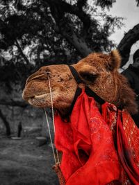 Close-up of a camel on land