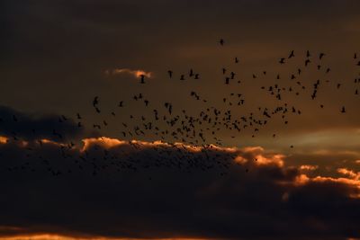 Low angle view of silhouette birds flying against sky at sunset