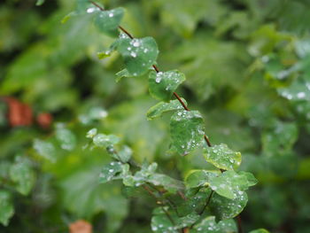 Close-up of wet plant leaves during rainy season