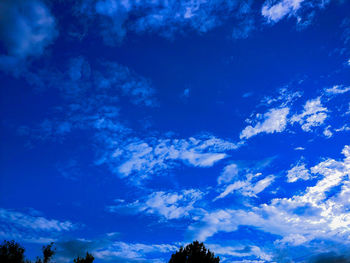 Low angle view of trees against blue sky