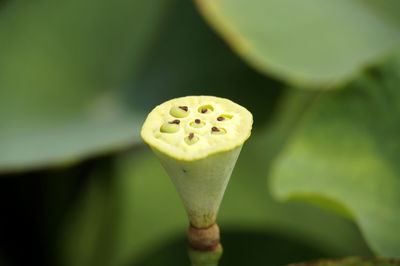 Close-up of fresh green plant