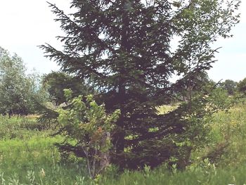 Trees on grassy field