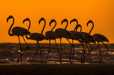 Silhouette of flamingos standing by beach during sunset