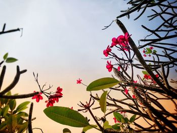 Low angle view of pink flowers against sky