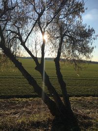 Tree on field against sky