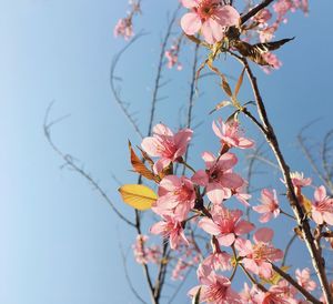 Close-up of cherry blossoms in spring