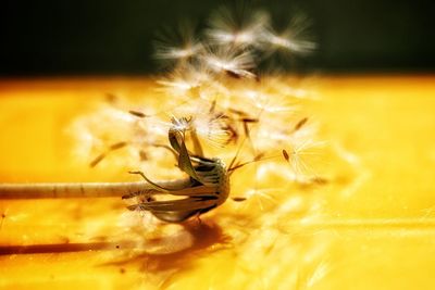 Close-up of insect on yellow flower