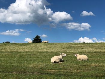 Sheep in a field