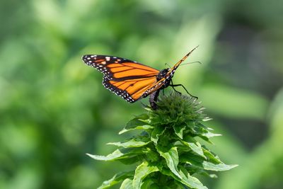 Close-up of butterfly pollinating flower