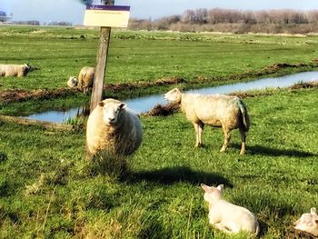 Sheep grazing on field