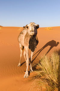 Camel on desert against clear sky