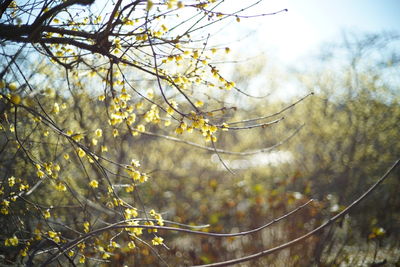 Low angle view of flowering tree against sky