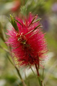 Close-up of red flowering plant