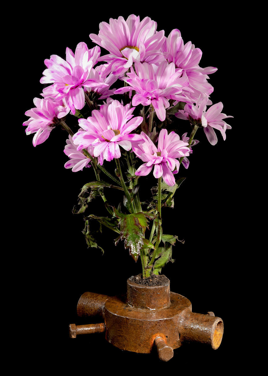 plant, flower, flowering plant, black background, studio shot, beauty in nature, freshness, nature, pink, indoors, fragility, close-up, no people, flower head, growth, inflorescence, floristry, vase, cut out, petal, purple