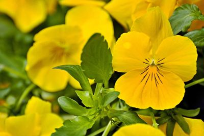 Close-up of yellow flowering plant