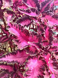 Close-up of pink flowering plant