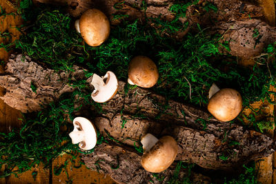 Mushrooms growing on field